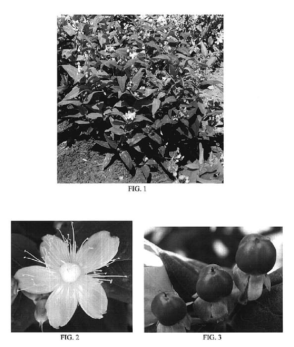 Figure 1 of US plant patent PP19154, the photograph of Seiro printed in the patent.
