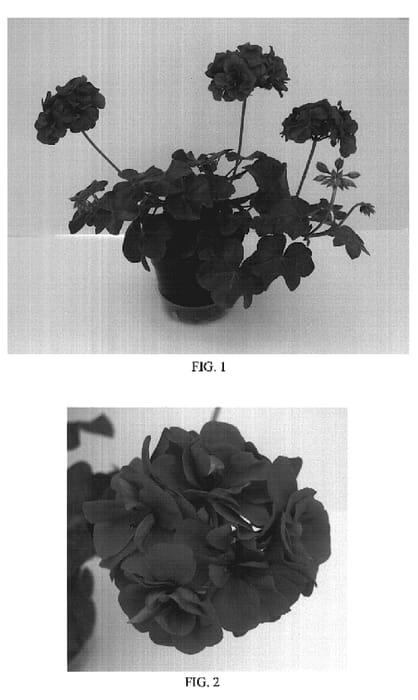 Figure 1 of US plant patent PP19155, the photograph of Sil Quirin printed in the patent.