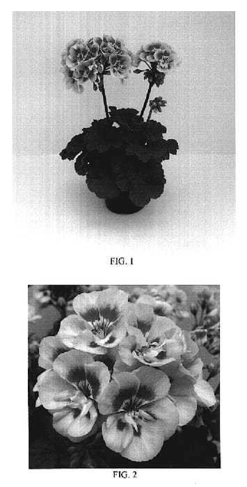 Figure 1 of US plant patent PP19156, the photograph of Sil Linus printed in the patent.