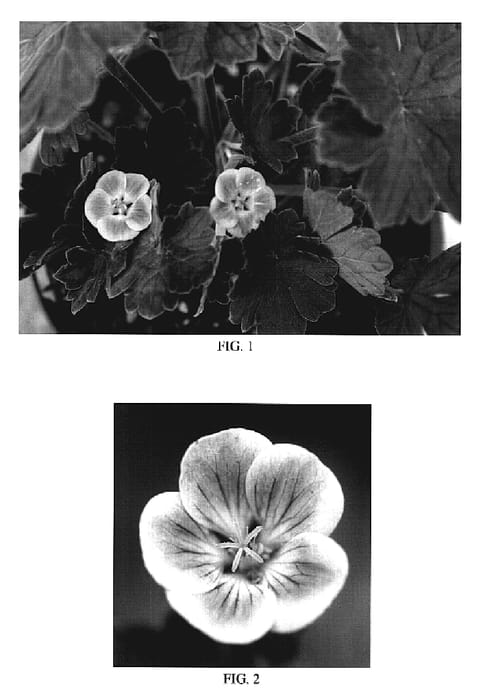 Figure 1 of US plant patent PP19157, the photograph of Purple Passion printed in the patent.