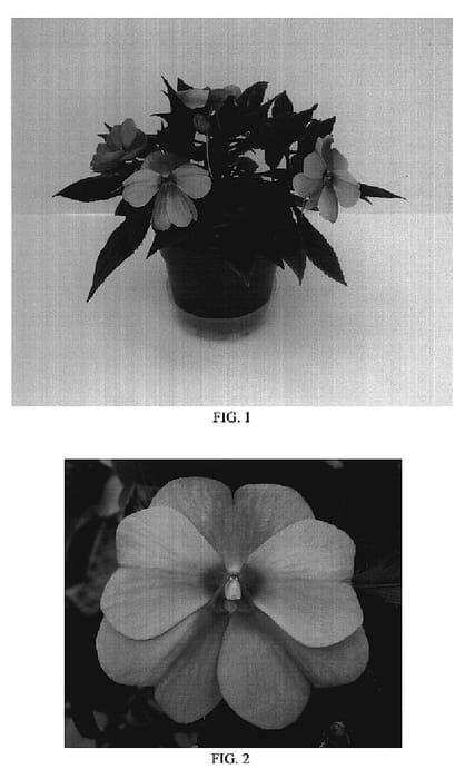 Figure 1 of US plant patent PP19158, the photograph of Balcelapt printed in the patent.