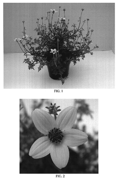 Figure 1 of US plant patent PP19159, the photograph of Balbidsuki printed in the patent.
