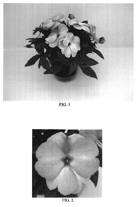 Figure 1 of US plant patent PP19160, the photograph of Balcebink printed in the patent.