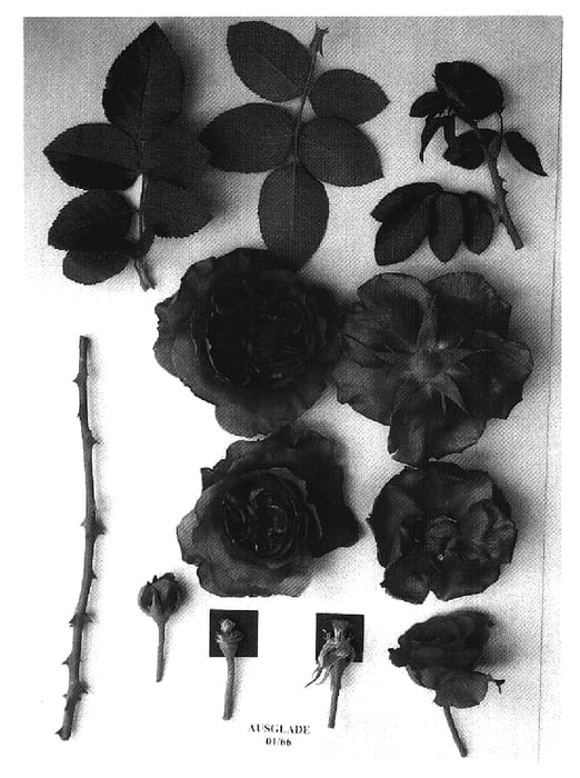 Figure 1 of US plant patent PP19161, the photograph of AUSglade printed in the patent.