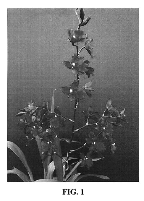 Figure 1 of US plant patent PP19162, the photograph of Deep Shadows printed in the patent.
