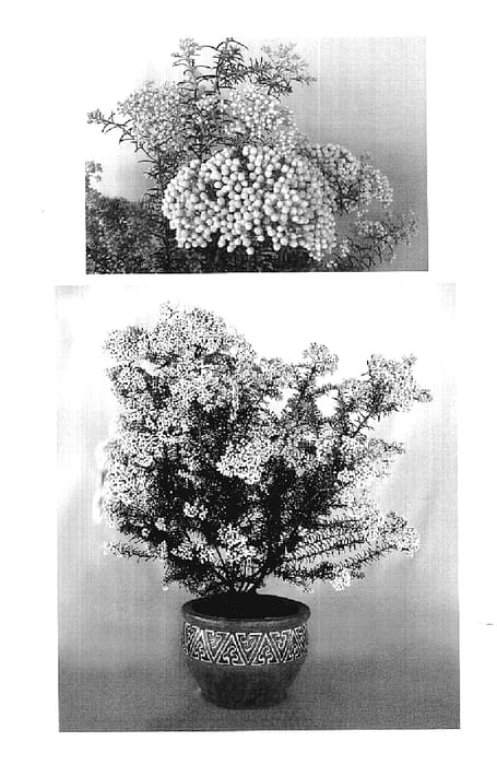 Figure 1 of US plant patent PP19163, the photograph of 13-15 printed in the patent.