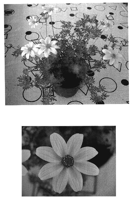 Figure 1 of US plant patent PP19164, the photograph of Fisbimex printed in the patent.