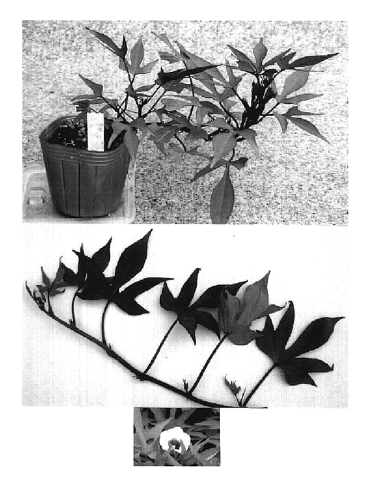 Figure 1 of US plant patent PP19165, the photograph of Kyuikukan 4 printed in the patent.
