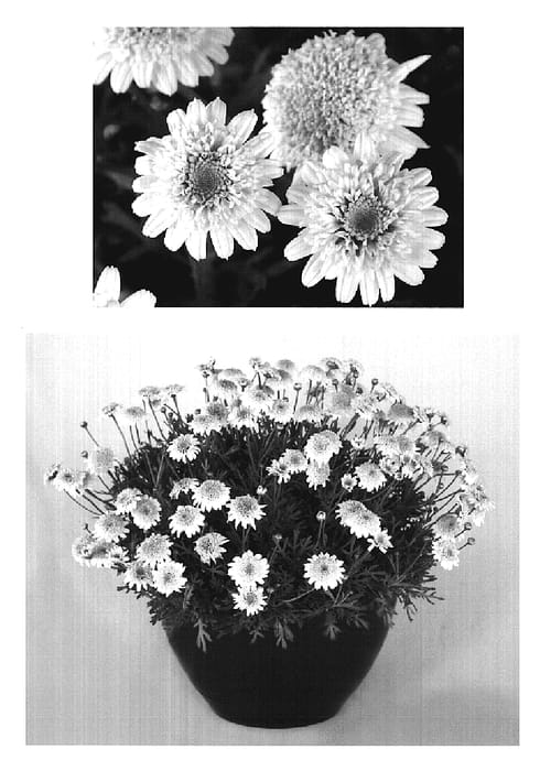 Figure 1 of US plant patent PP19167, the photograph of PB1V2 printed in the patent.