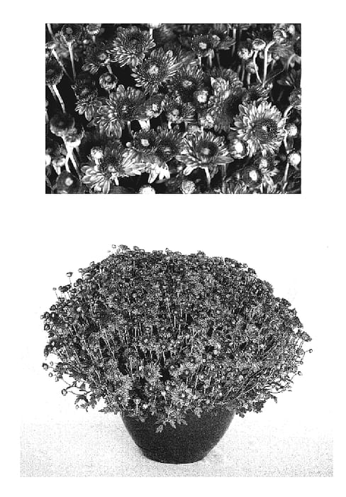 Figure 1 of US plant patent PP19168, the photograph of Warm Yoigloo printed in the patent.