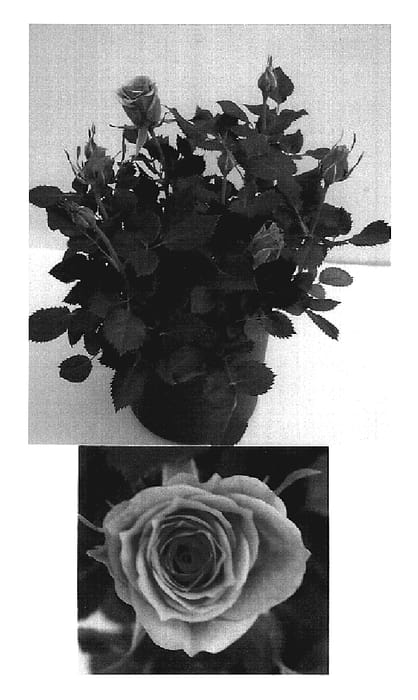 Figure 1 of US plant patent PP19169, the photograph of Evera160 printed in the patent.
