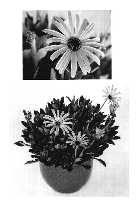Figure 1 of US plant patent PP19170, the photograph of ARC406 printed in the patent.