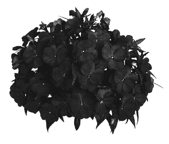 Figure 1 of US plant patent PP19171, the photograph of Fisupnic Pur printed in the patent.