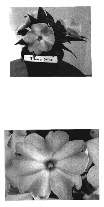 Figure 1 of US plant patent PP19172, the photograph of Fisnics Salice printed in the patent.