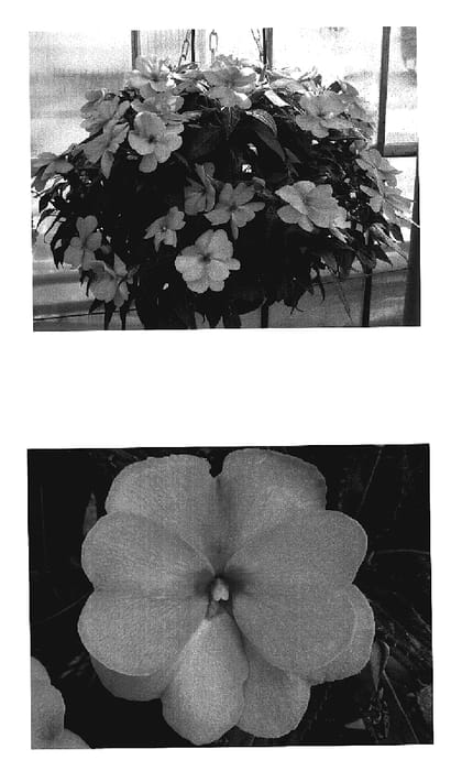 Figure 1 of US plant patent PP19173, the photograph of Fisimp Salm printed in the patent.