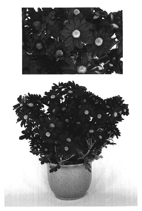 Figure 1 of US plant patent PP19174, the photograph of Red Yoirvine printed in the patent.