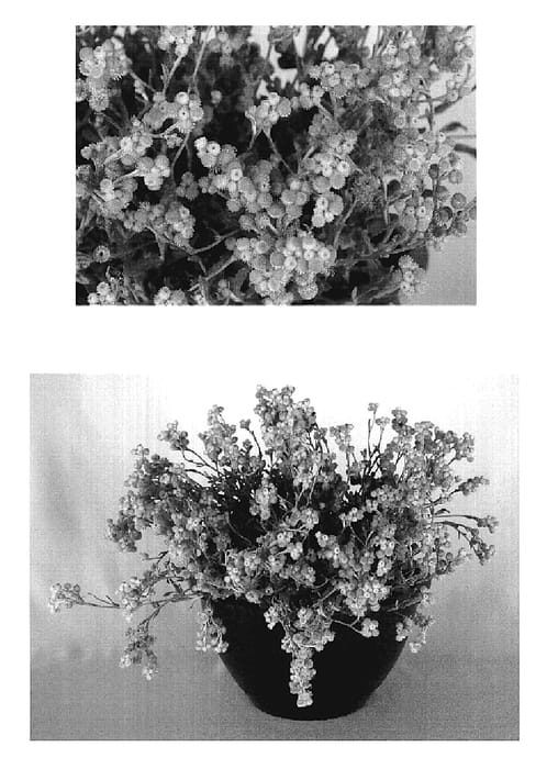 Figure 1 of US plant patent PP19175, the photograph of Flochryel printed in the patent.