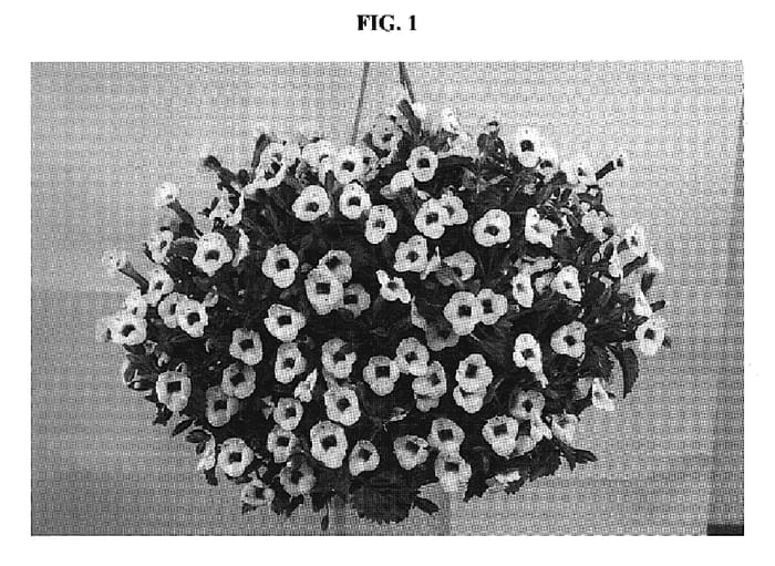 Figure 1 of US plant patent PP19176, the photograph of Danmoon20 printed in the patent.