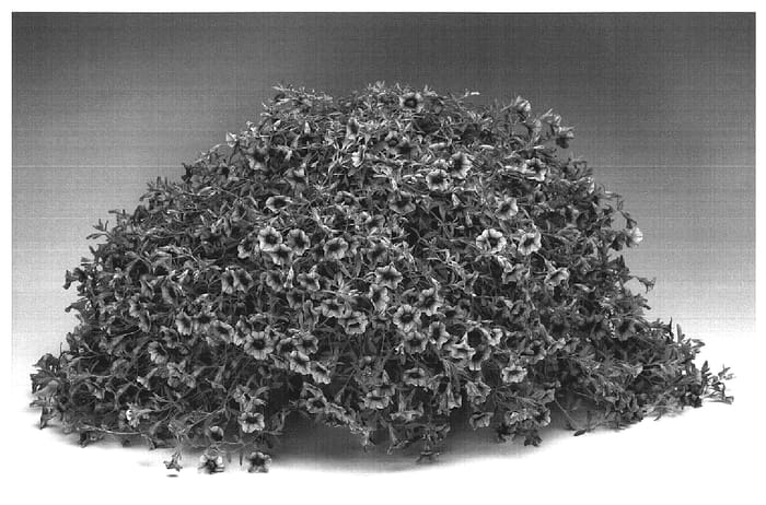 Figure 1 of US plant patent PP19177, the photograph of Caluplivi printed in the patent.