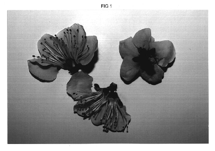 Figure 1 of US plant patent PP19178, the photograph of Crispregal printed in the patent.