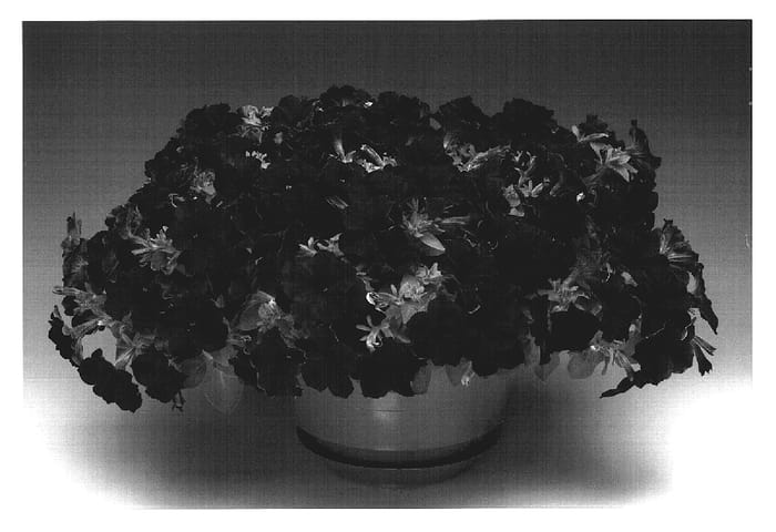 Figure 1 of US plant patent PP19179, the photograph of Petpuvivi printed in the patent.