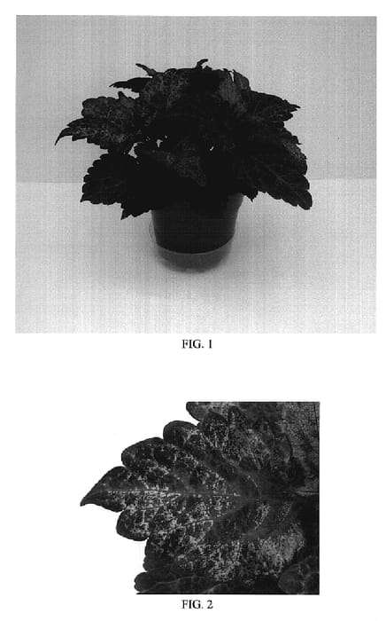 Figure 1 of US plant patent PP19180, the photograph of Balcinsu printed in the patent.
