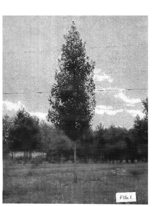 Figure 1 of US plant patent PP19181, the photograph of ABFSS printed in the patent.
