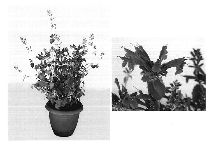 Figure 1 of US plant patent PP19182, the photograph of AGA 504 printed in the patent.
