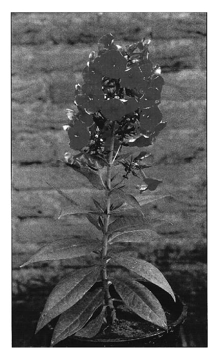 Figure 1 of US plant patent PP19183, the photograph of Grenadine Dream printed in the patent.