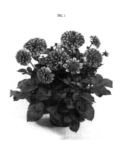 Figure 1 of US plant patent PP19184, the photograph of DAELLEVE printed in the patent.