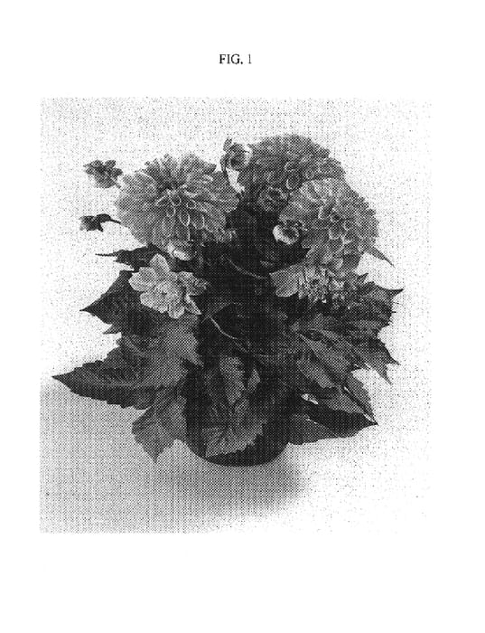 Figure 1 of US plant patent PP19185, the photograph of DAFEMTEN printed in the patent.