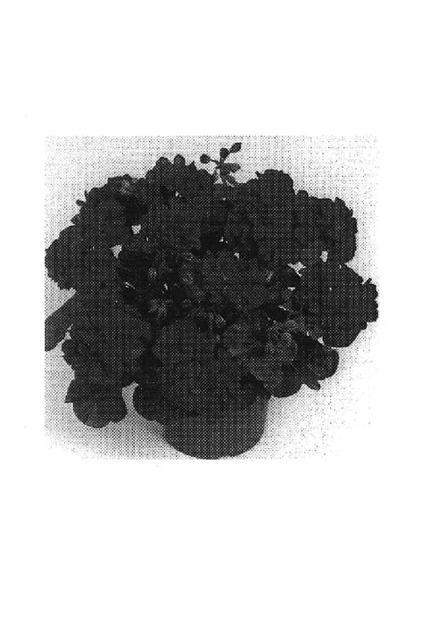 Figure 1 of US plant patent PP19186, the photograph of Duepaimvio printed in the patent.