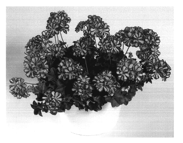 Figure 1 of US plant patent PP19187, the photograph of Oglger14010 printed in the patent.