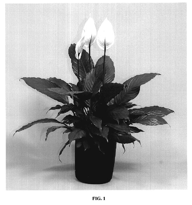 Figure 1 of US plant patent PP19188, the photograph of SP9028-5 printed in the patent.