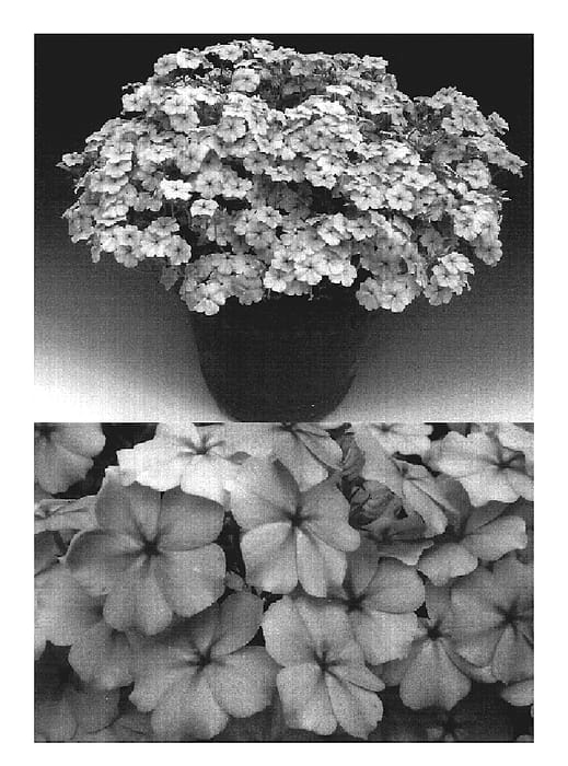 Figure 1 of US plant patent PP19189, the photograph of Sunphlorai printed in the patent.