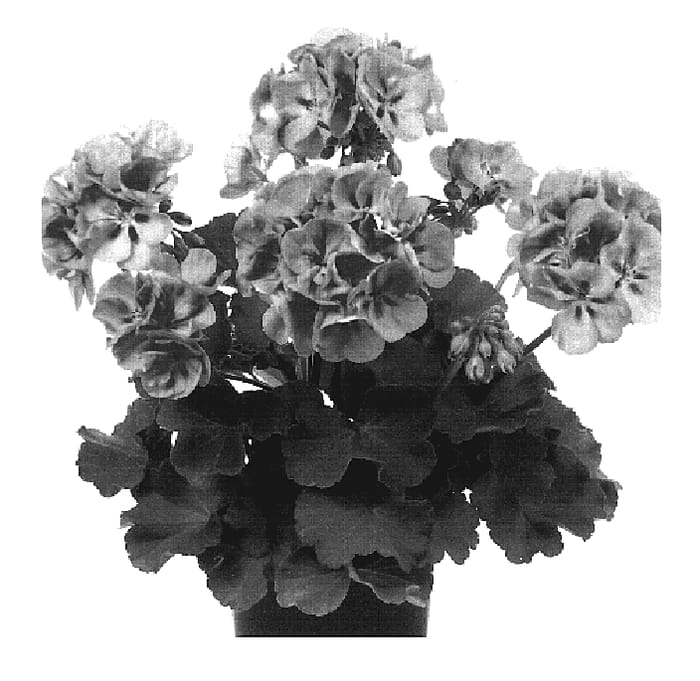 Figure 1 of US plant patent PP19190, the photograph of Duevipifiz printed in the patent.