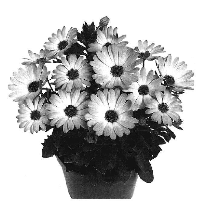 Figure 1 of US plant patent PP19191, the photograph of Duetibrocha printed in the patent.