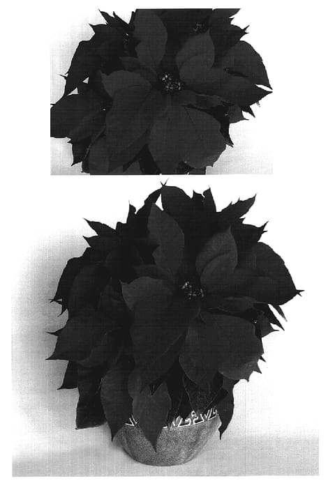 Figure 1 of US plant patent PP19192, the photograph of Eckanezka printed in the patent.