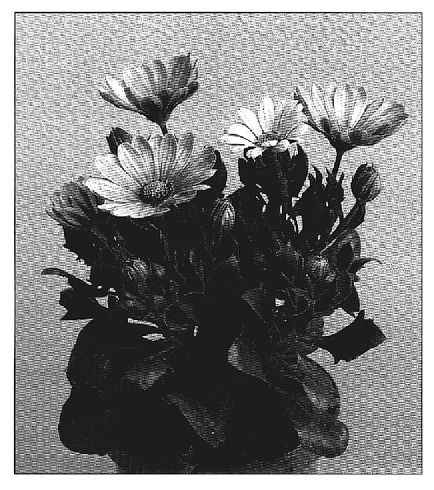 Figure 1 of US plant patent PP19193, the photograph of Sunny Bianca printed in the patent.