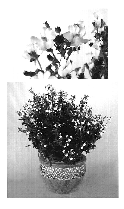Figure 1 of US plant patent PP19194, the photograph of Innkarwhi printed in the patent.
