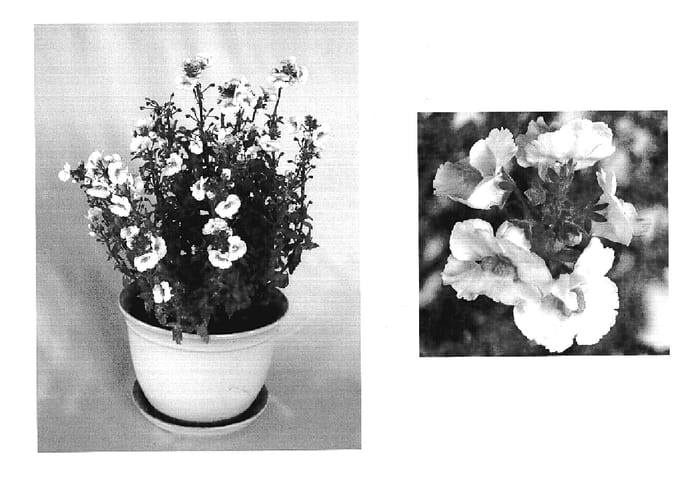Figure 1 of US plant patent PP19195, the photograph of Inuppear printed in the patent.