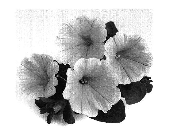 Figure 1 of US plant patent PP19196, the photograph of Duesweexyel printed in the patent.
