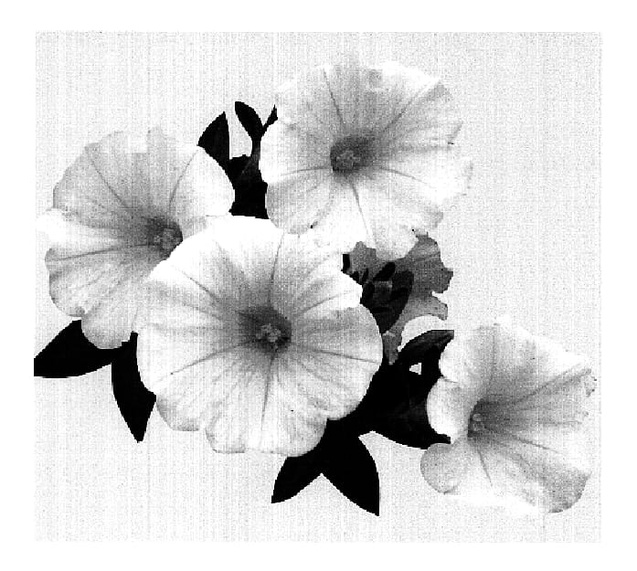Figure 1 of US plant patent PP19197, the photograph of Duesweledro printed in the patent.