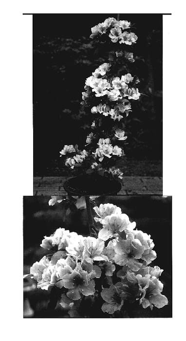 Figure 1 of US plant patent PP19198, the photograph of Oryu printed in the patent.