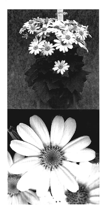 Figure 1 of US plant patent PP19199, the photograph of Sunsenesopi printed in the patent.