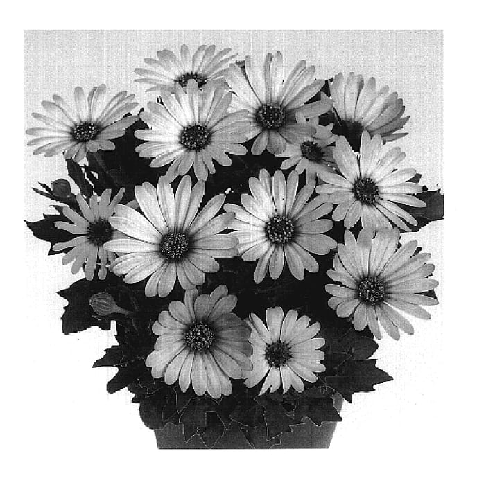Figure 1 of US plant patent PP19200, the photograph of Duetisunset printed in the patent.
