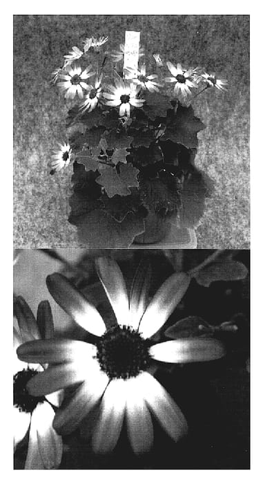Figure 1 of US plant patent PP19201, the photograph of Sunsenebabubai printed in the patent.