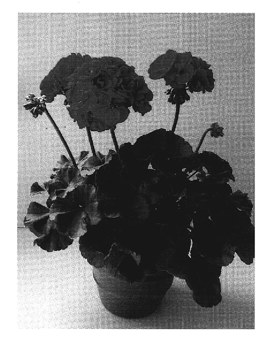 Figure 1 of US plant patent PP19202, the photograph of Pacmar printed in the patent.