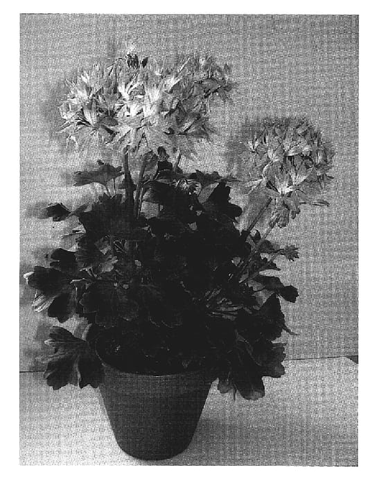Figure 1 of US plant patent PP19203, the photograph of Fiwopi printed in the patent.