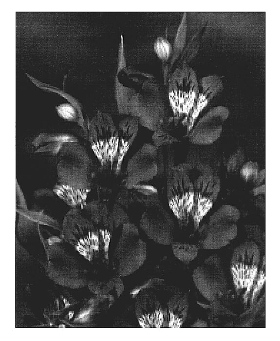Figure 1 of US plant patent PP19204, the photograph of Zalsavue printed in the patent.